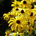 Rudbeckia subtomentosa fleur